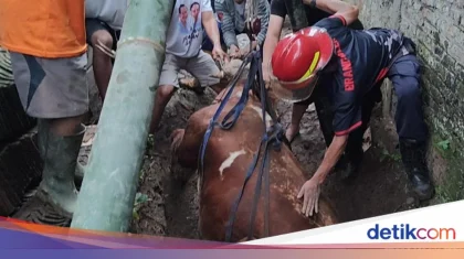 Damkar Evakuasi Sapi Setengah Ton yang Terperosok ke Selokan di Jakpus