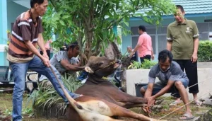 Dampak Limbah Kurban Terhadap Lingkungan: Apa yang Perlu Diketahui