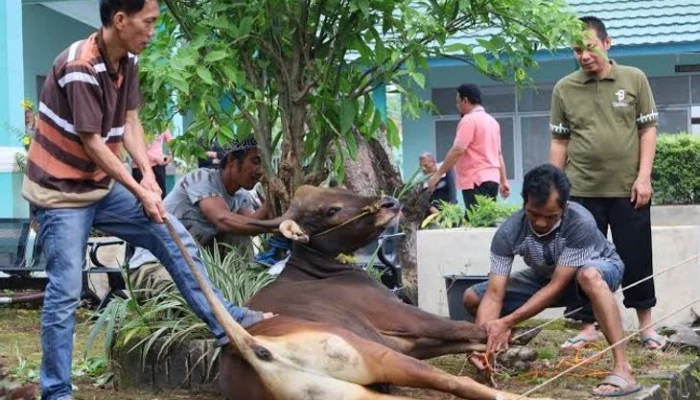 Dampak Limbah Kurban Terhadap Lingkungan: Apa yang Perlu Diketahui