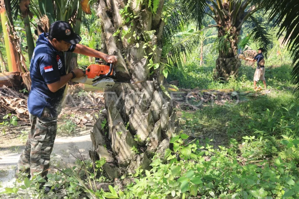 Empat Orang Terluka dalam Serangan Pemotongan di Kawasan Oceanside
