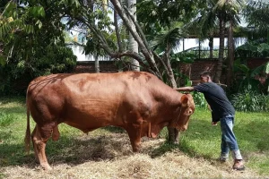 Fuji Beri Kurban Sapi Seberat 700 Kilogram Saat Idul Adha