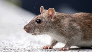 Geger Penyebaran Hantavirus: 9 Langkah Membasmi Tikus di Rumah