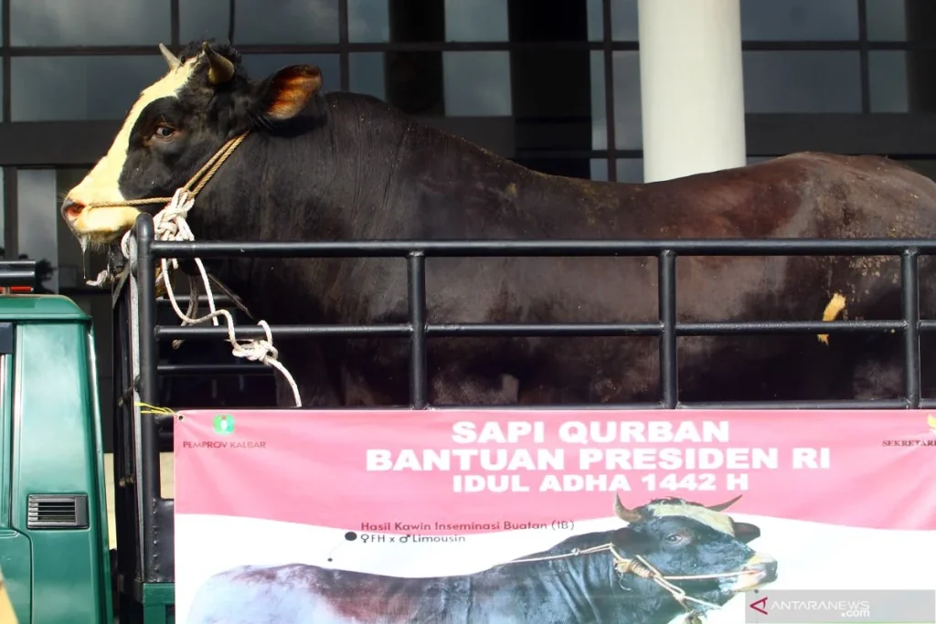 Gerindra: Sapi Kurban Presiden dari APBN Sah dan Wajar