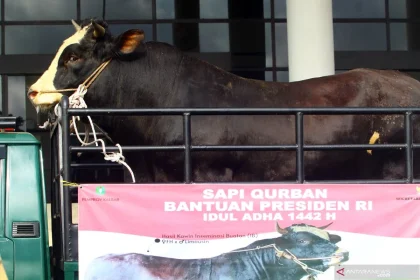 Gerindra: Sapi Kurban Presiden dari APBN Sah dan Wajar