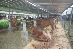Gunungkidul dan Kulon Progo Jadi Penyangga Utama Pasokan Kurban di Jogja