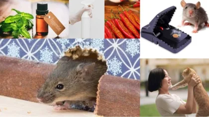 Hantavirus: 7 Cara Alami Usir Tikus di Rumah Tanpa Menggunakan Racun