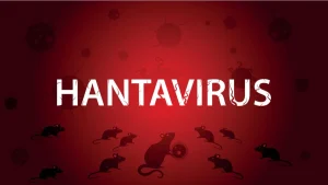 Hantavirus Lagi Ramai Dibahas, Apakah Bisa Jadi Seperti COVID-19?