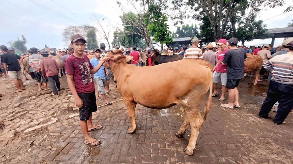 Harga Sapi di Bantul Mulai Merangkak Naik Menjelang Iduladha 1447 Hijriah