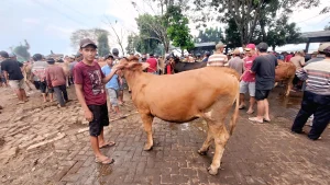 Harga Sapi di Bantul Mulai Merangkak Naik Menjelang Iduladha 1447 Hijriah