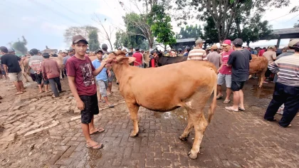 Harga Sapi di Bantul Mulai Merangkak Naik Menjelang Iduladha 1447 Hijriah
