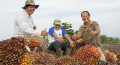Harga Sawit Tertekan, PalmCo Jaga Serapan TBS Petani Sesuai Aturan