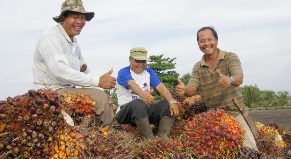 Harga Sawit Tertekan, PalmCo Jaga Serapan TBS Petani Sesuai Aturan
