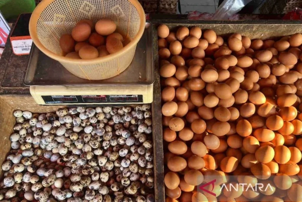 Harga Telur Ayam Turun di Jakarta, Rata-rata Dijual Rp 27.000 per Kg