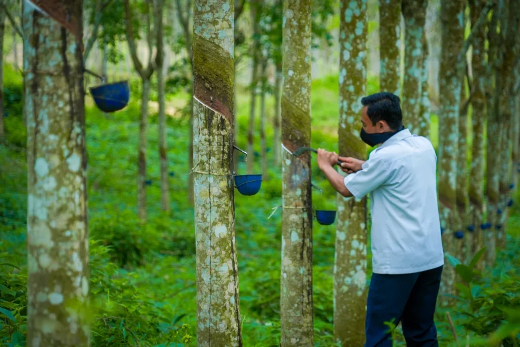 Indonesia Dukung Petani Karet Melalui Peningkatan Produktivitas