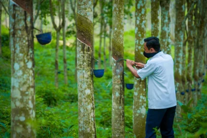 Indonesia Dukung Petani Karet Melalui Peningkatan Produktivitas