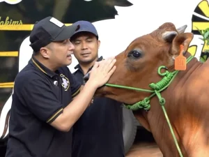 Irfan Hakim Banggakan Sapi Lokal untuk Kurban di Iduladha Tahun Ini