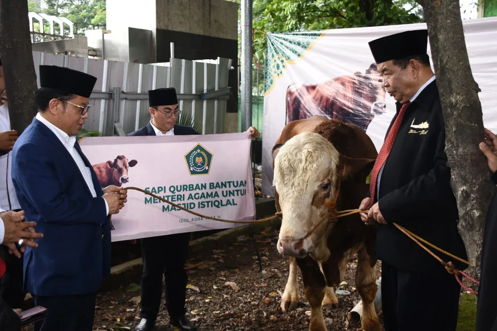Istiqlal Terima 61 Sapi Kurban Idul Adha 2026 dari Tokoh-Tokoh Politik