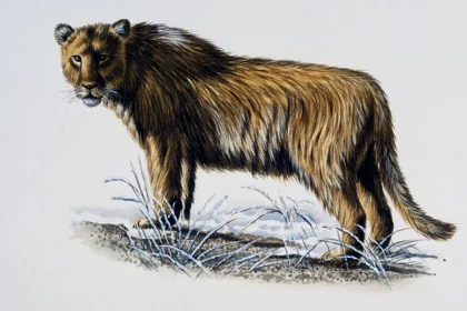 Jepang Ditemukan Sebagai Habitat Singa Gua pada Zaman Pleistocene Akhir