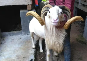 Kambing Unik dengan Tanduk Mirip Rusa Dijual di Mojokerto
