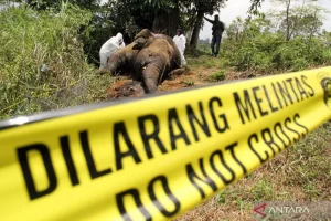 Kematian Dua Gajah Sumatra di Mukomuko, Kemenhut Lakukan Nekropsi untuk Ungkap Penyebab
