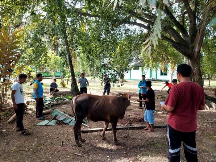 Kemensos Salurkan 295 Ekor Hewan Kurban pada Idul Adha 1447 H