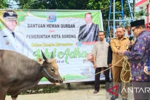 Kementerian Pendidikan Dasar dan Menengah Sumbang Sapi Kurban ke Masyarakat Sorong