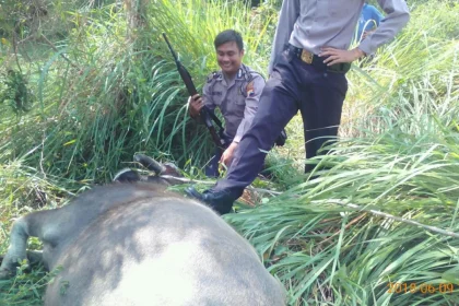 Kerbau Kurban Lepas dan Mengamuk di Kudus, Ditembak Polisi