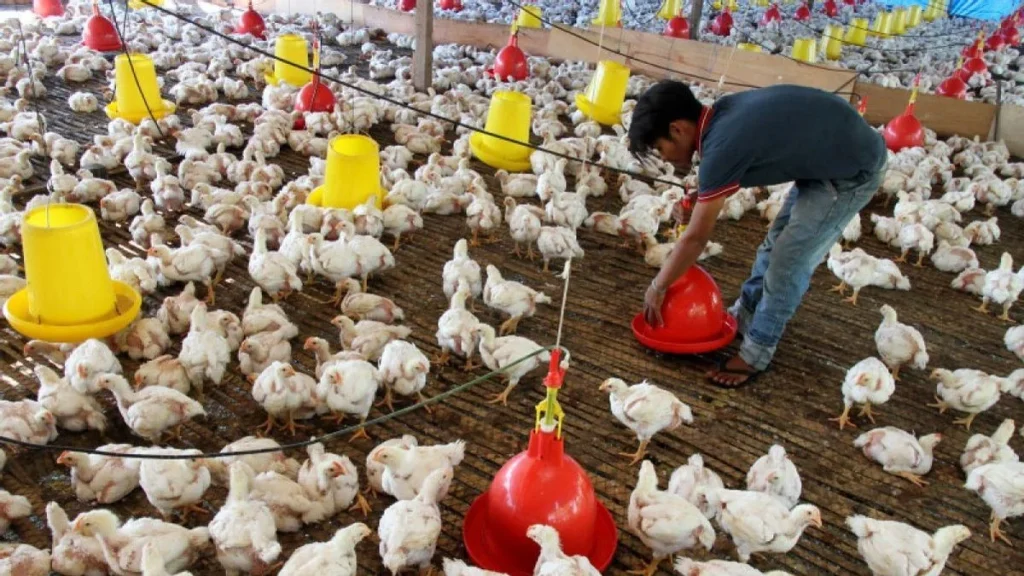 Ketum Relawan Logis 08 Minta Danantara Tunda Investasi Peternakan Ayam