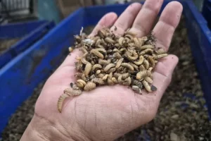 Maggot Mengubah Wajah Kampung di Koja: Warga Temukan Solusi Baru dari Limbah