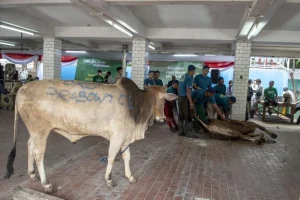 Masjid Istiqlal Terima 63 Sapi Kurban untuk Iduladha 1447 H