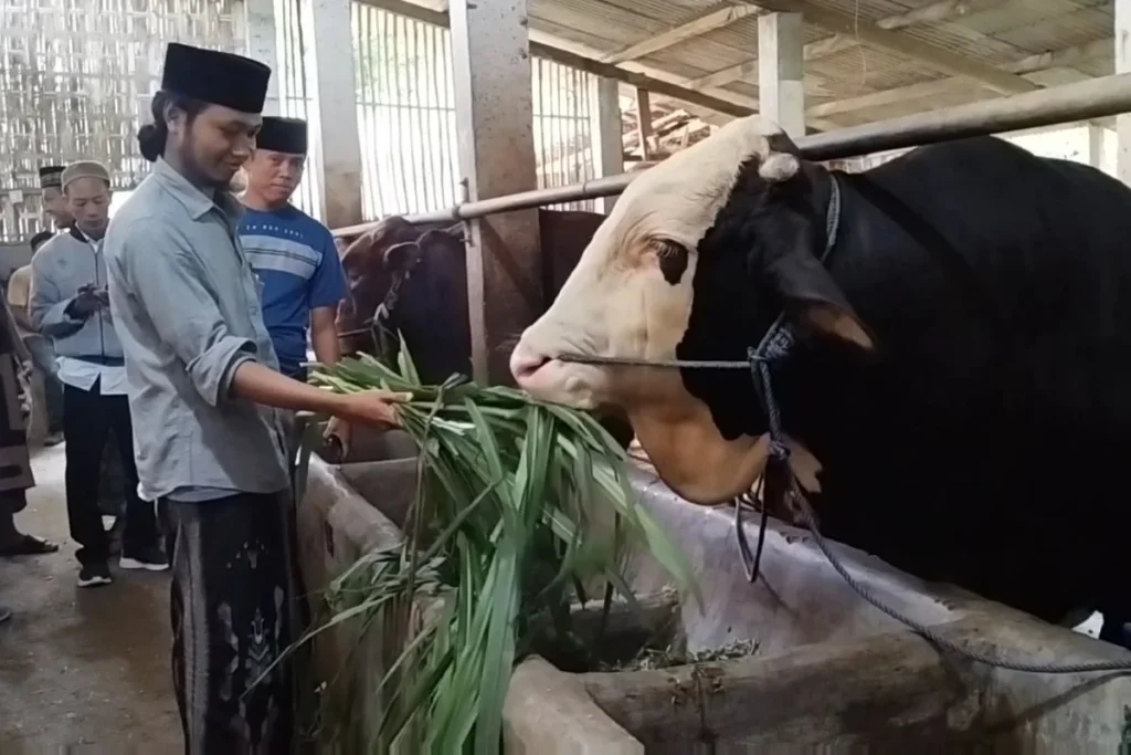 Mbah Iran, Sapi Kurban Prabowo yang Dibeli Seharga Rp 90 Juta