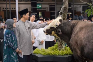 Menkeu Purbaya Berkurban Sapi Berbobot 846 Kg di Momen Iduladha