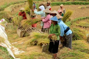 Mentan Klaim Produksi Beras RI Diakui FAO dan USDA