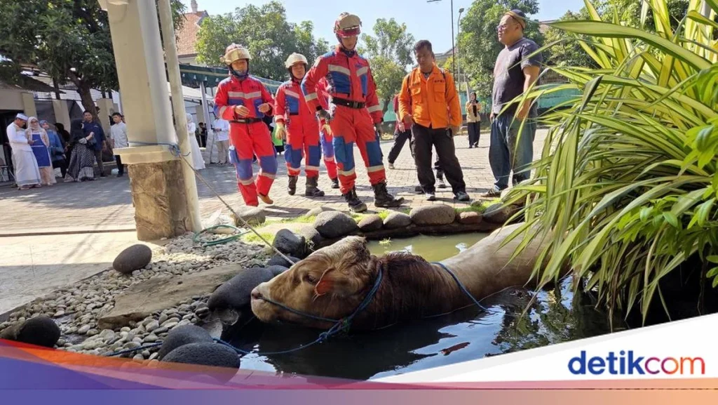 Momen Dramatis Evakuasi Sapi Kurban di Surabaya yang Kabur ke Selokan