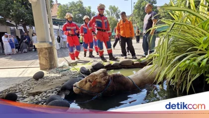 Momen Dramatis Evakuasi Sapi Kurban di Surabaya yang Kabur ke Selokan