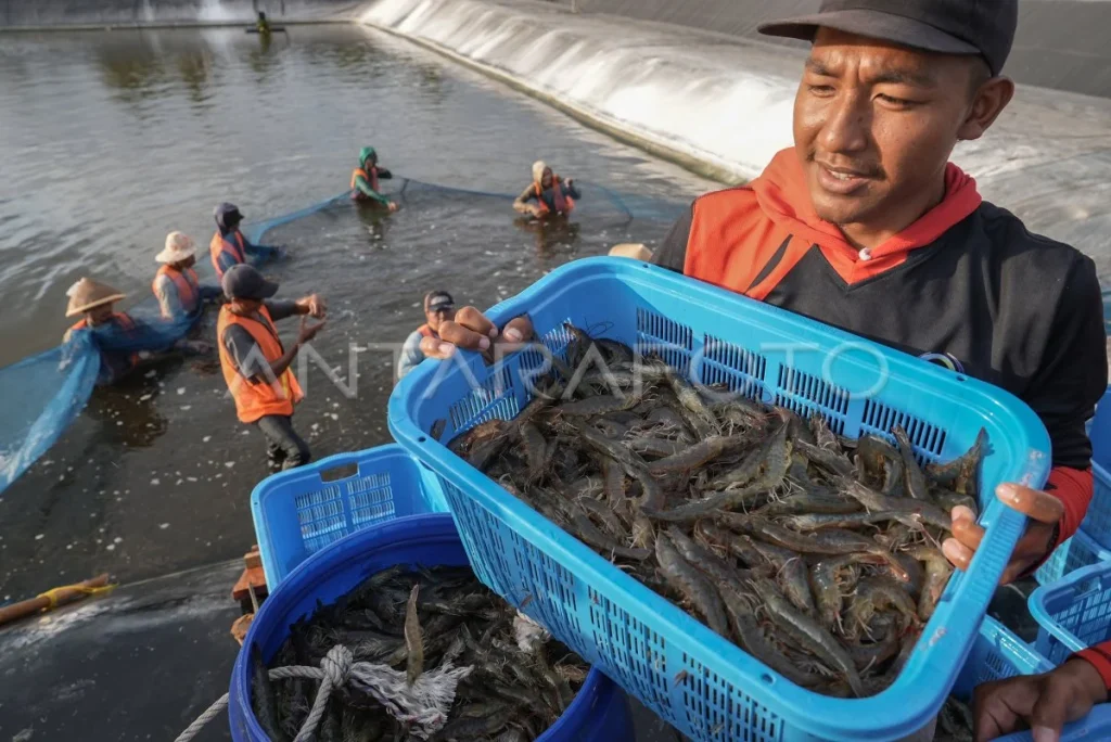 Panen Udang di Kebumen Menghasilkan Pendapatan Rp 2,8 M Per Hektare