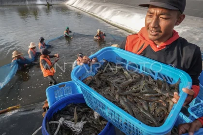 Panen Udang di Kebumen Menghasilkan Pendapatan Rp 2,8 M Per Hektare