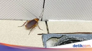 Partai Kecoak di India Lahir Akibat Lancang Mulut Pejabat