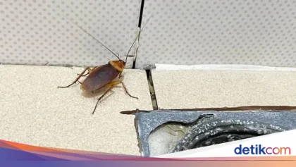 Partai Kecoak di India Lahir Akibat Lancang Mulut Pejabat