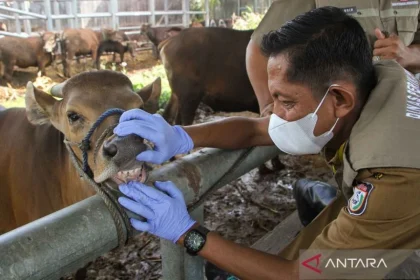 Pemeriksaan Kesehatan Hewan Kurban Jelang Idul Adha
