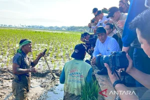 Pemerintah Targetkan Pemulihan Sawah 42.702 Hektare di Sumatra Sebelum Musim Tanam Agustus 2026