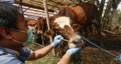 Pemkab Karawang Turunkan Tim Pemeriksa Kesehatan Hewan Kurban Jelang Iduladha
