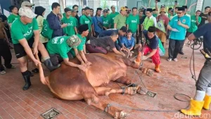 Pemotongan Sapi Kurban Prabowo dan Gibran di Masjid Istiqlal