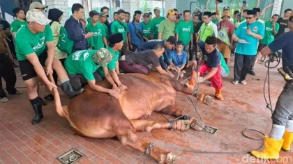 Pemotongan Sapi Kurban Prabowo dan Gibran di Masjid Istiqlal