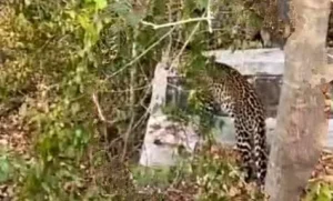 Penampakan Macan di Hutan Cangar Batu Malang Viral di Media Sosial