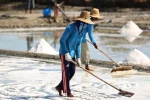 Petani Garam Indonesia Lawan Iklim dan Biaya