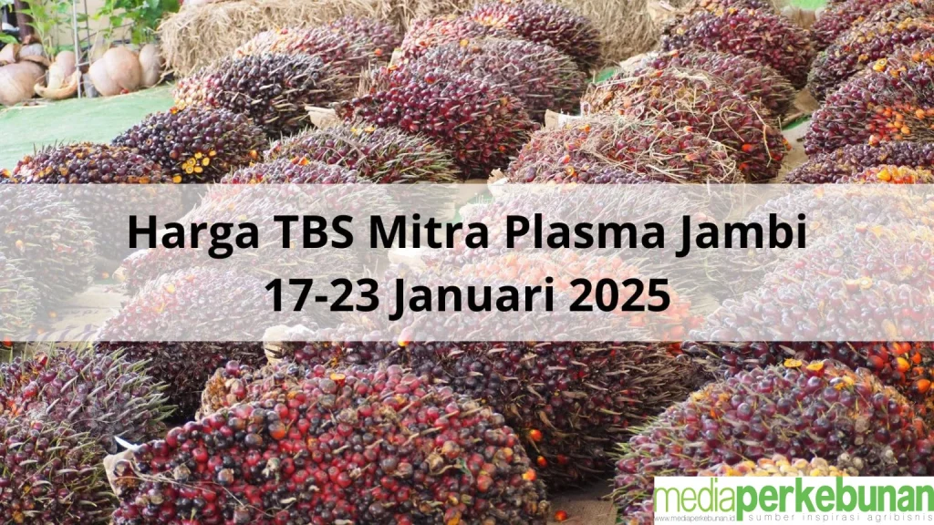 Petani Plasma Tak Terpengaruh Harga TBS Anjlok, Berkat Koperasi yang Adil