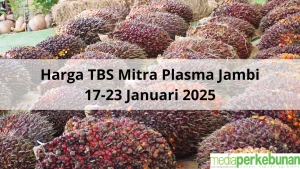 Petani Plasma Tak Terpengaruh Harga TBS Anjlok, Berkat Koperasi yang Adil