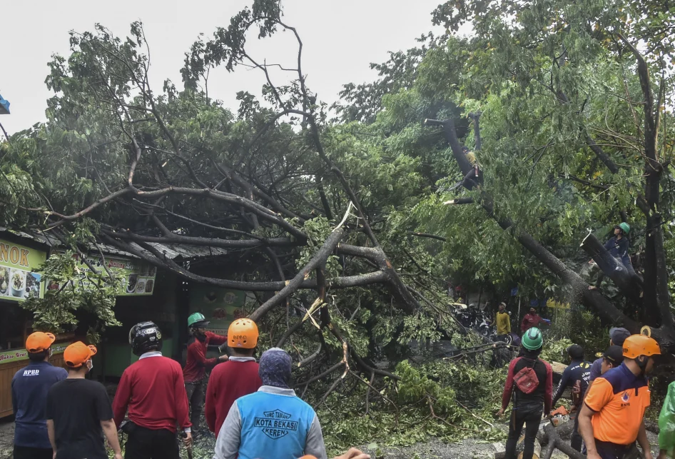 Pohon Tumbang di Bekasi Akibat Hujan Lebat dan Angin Kencang, Tujuh Kelurahan Terdampak