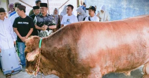 Polemik Sapi Kurban Prabowo Subianto: Respons DPR dan Kebijakan APBN
